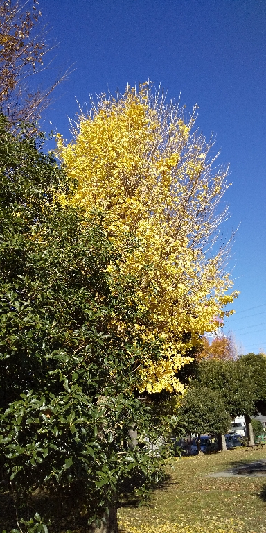 tuwabuki